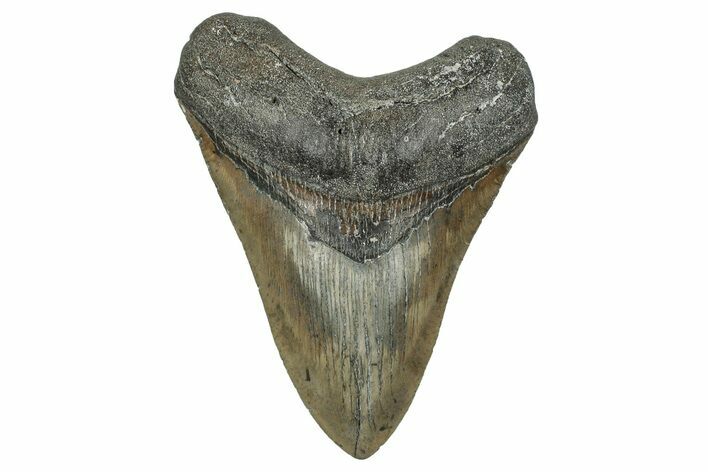 Serrated, Fossil Megalodon Tooth - North Carolina #338554